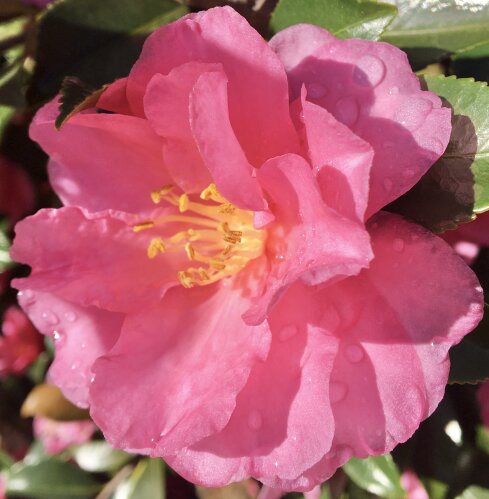Camellia Sasanqua 'Paradise Hilda'